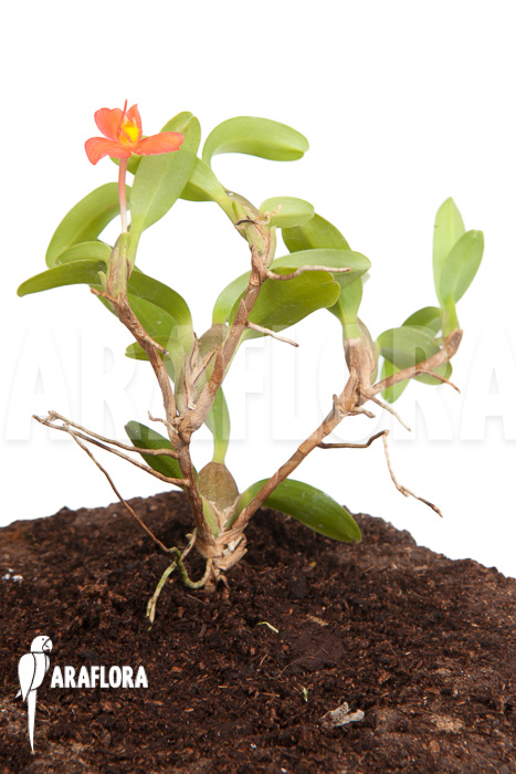 Maxillaria sophronitis