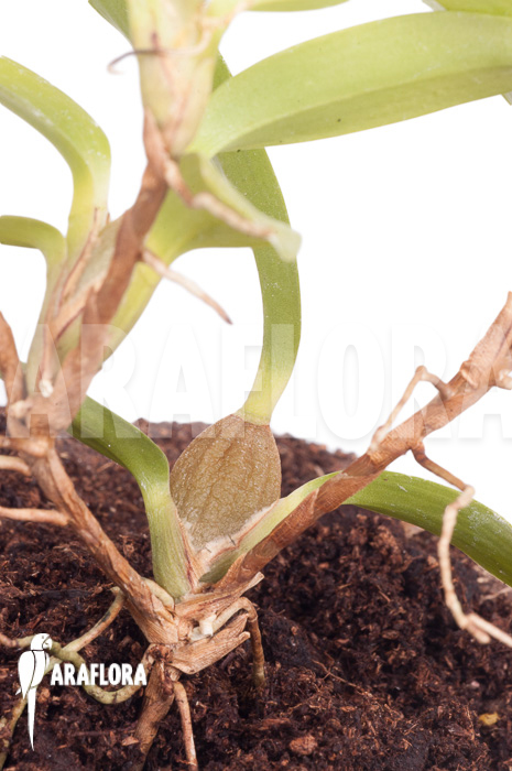 Maxillaria-sophronitis-5