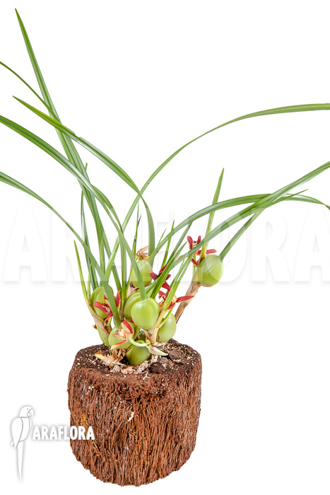 Maxillaria tenuifolia ‚L‘