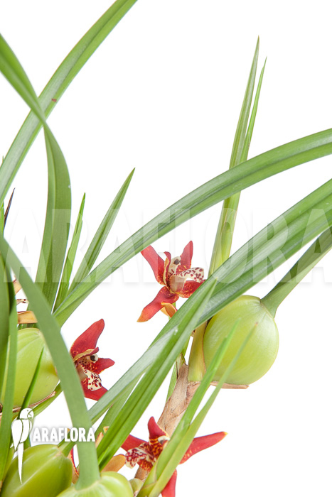 Maxillaria tenuifolia ‚L‘