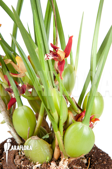 Maxillaria tenuifolia ‚L‘