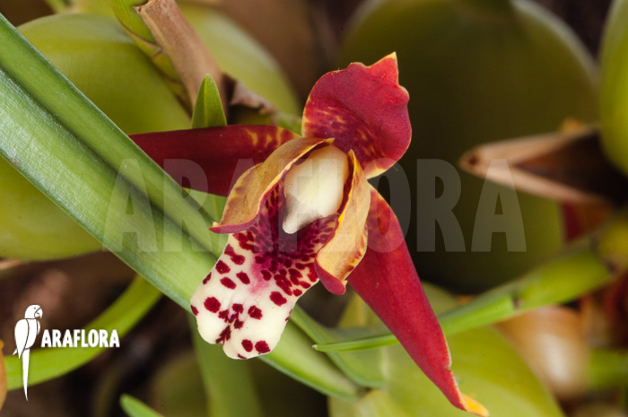 Maxillaria tenuifolia ‚L‘