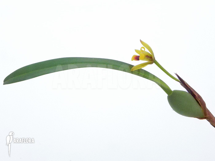 Maxillaria variabilis ‚S‘