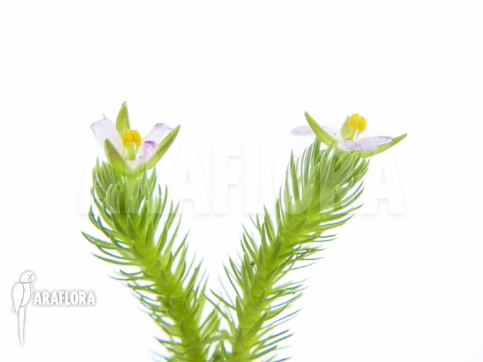 Mayaca fluviatilis flower