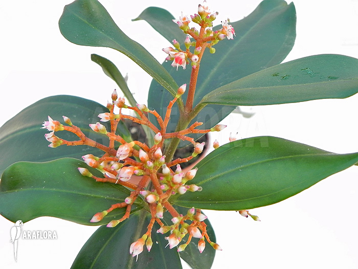 Medinilla scortechinii