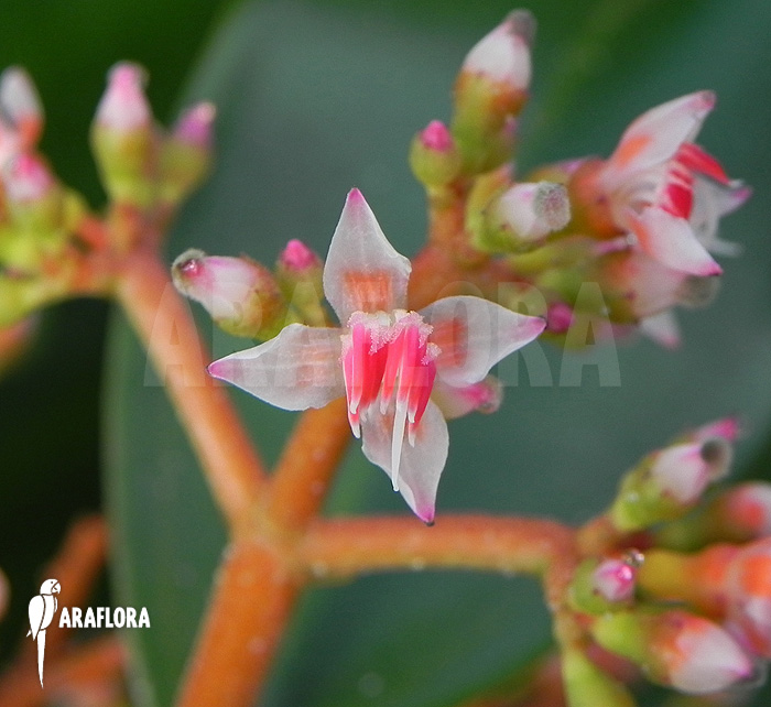 Medinilla scortechinii