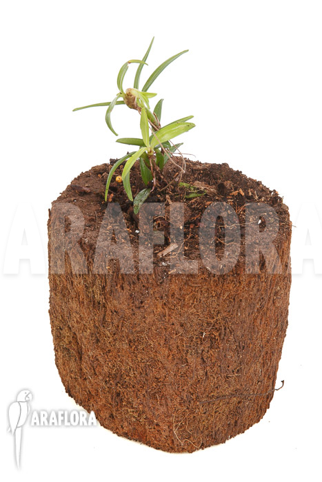 Mediocalcar umboiense