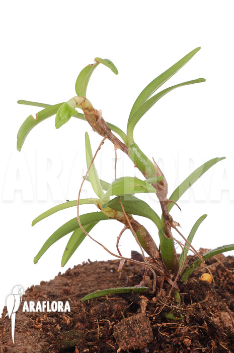 Mediocalcar umboiense