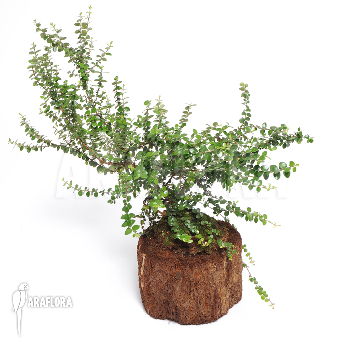 Metrosideros carmineus ‚L‘