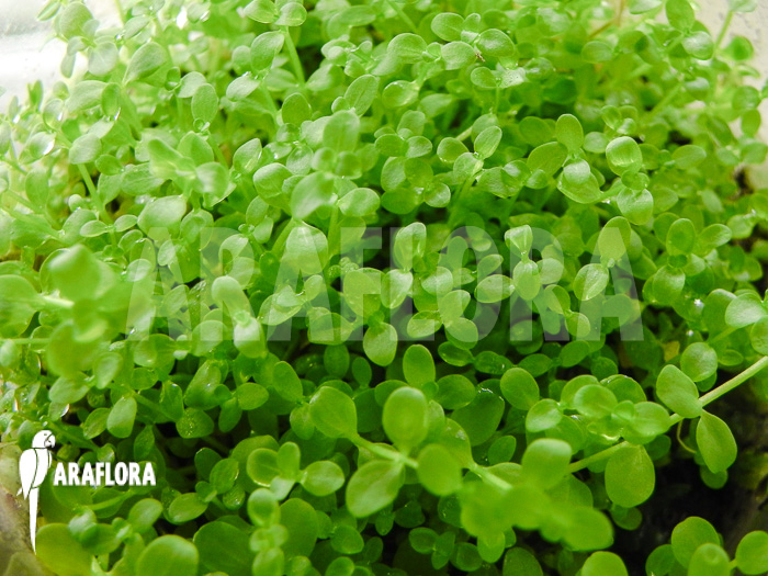 Micranthemum species ‚FV01‘