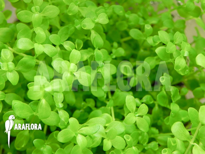 Micranthemum species ‚FV01‘