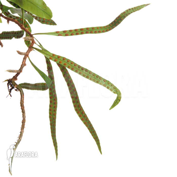 Microgramma lycopodioides