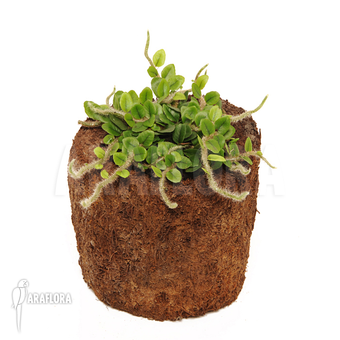 Microgramma vaccinifolia