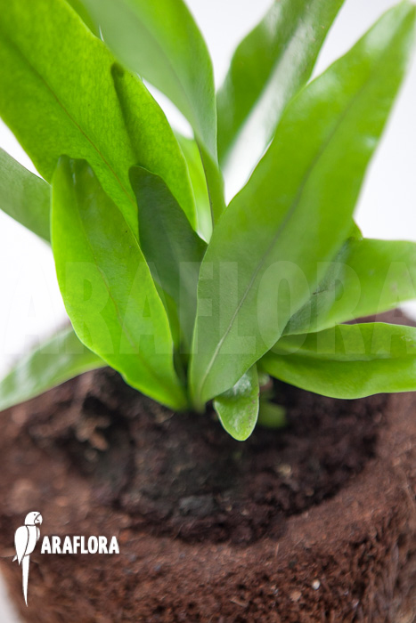 Microsorum punctatum