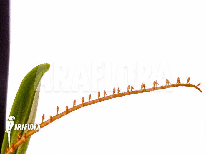 Microterangis hildebrandtii