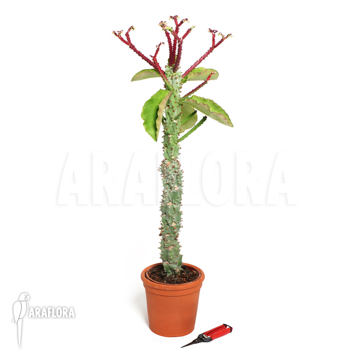 Monadenium spectabile