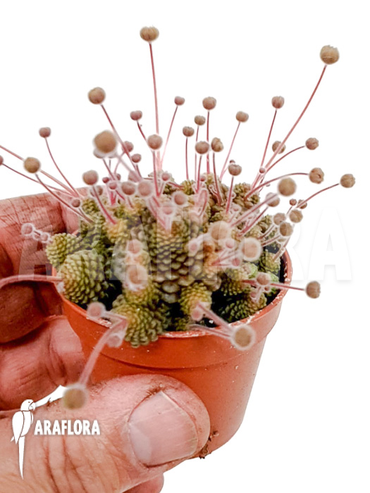 Monanthes polyphylla