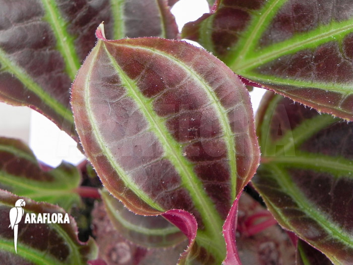 Monolena primuliflora ‚L‘