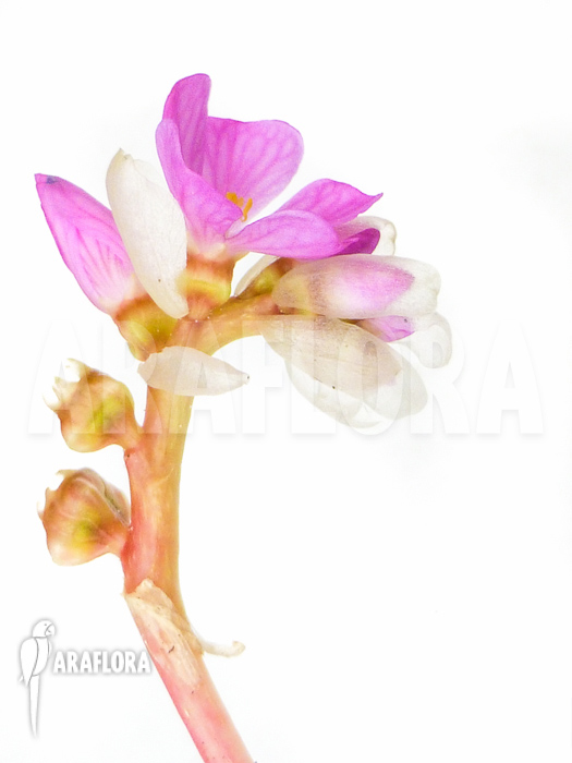 Monolena primuliflora flower