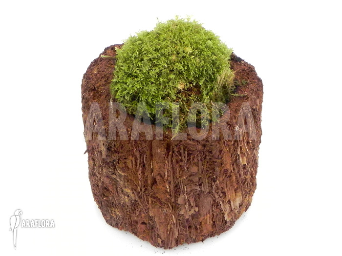 Monosolenium tenerum