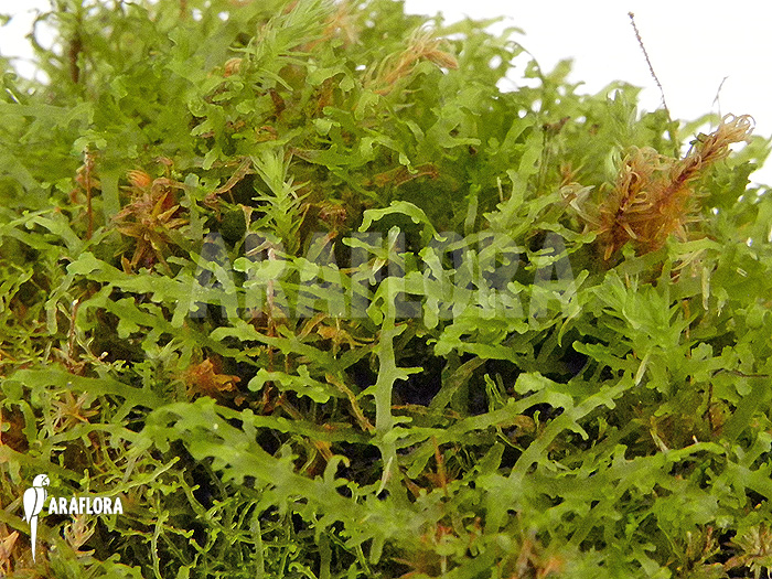 Monosolenium tenerum