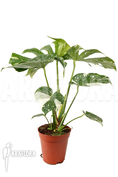 Monstera ‚Thai Constellation‘ ‚L‘