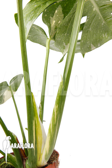 Monstera ‚Thai Constellation‘ ‚L‘