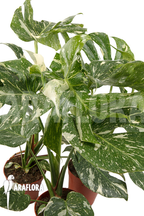 Monstera ‚Thai Constellation‘ ‚L‘