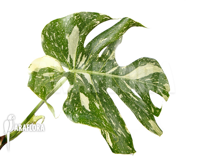 Monstera ‚Thai Constellation‘ ‚L‘