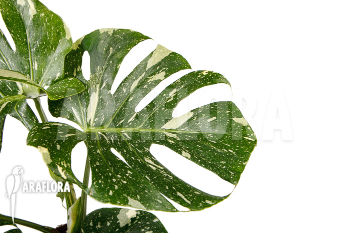 Monstera ‚Thai Constellation‘ ‚L‘