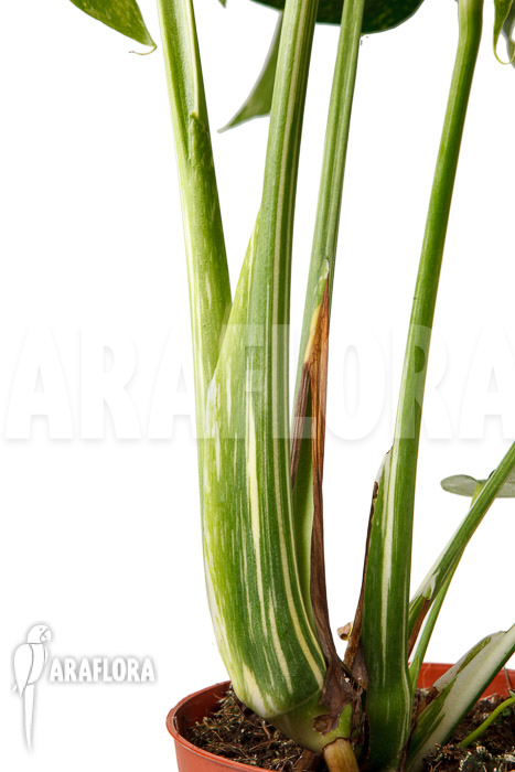 Monstera ‚Thai Constellation‘ ‚M‘