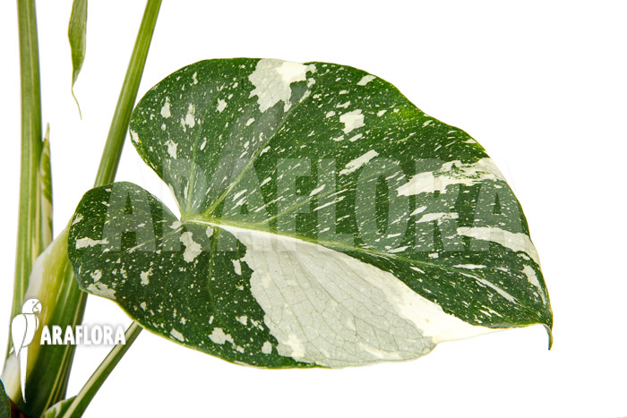 Monstera ‚Thai Constellation‘ ‚M‘