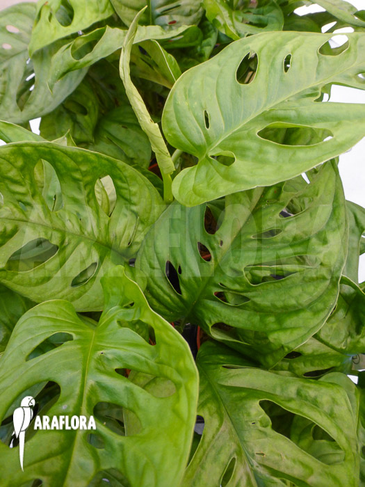 Monstera adansonii