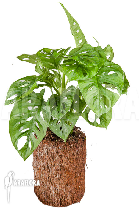 Monstera adansonii ‚Leichtlinii‘