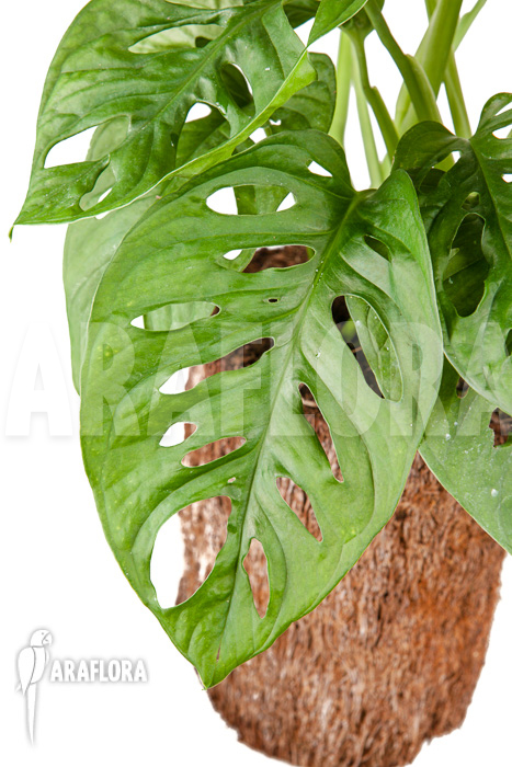 Monstera adansonii ‚Leichtlinii‘