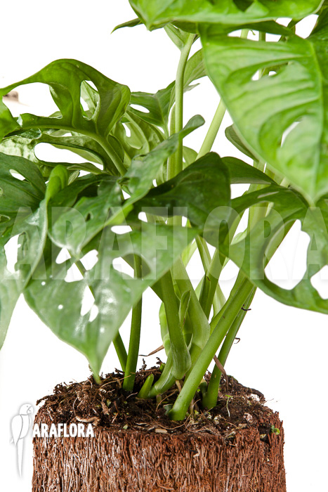 Monstera adansonii ‚Leichtlinii‘