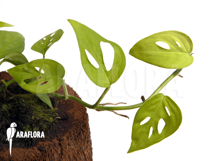 Monstera adansonii ‚Mini‘