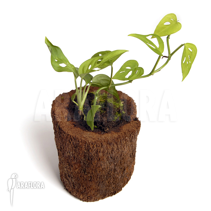 Monstera adansonii ‚Mini‘