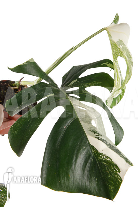 Monstera deliciosa variegata Type B ‚M‘