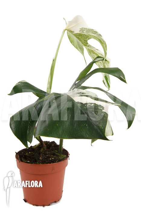 Monstera deliciosa variegata Type B ‚M‘