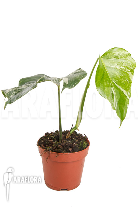 Monstera deliciosa variegata White One ‚M‘
