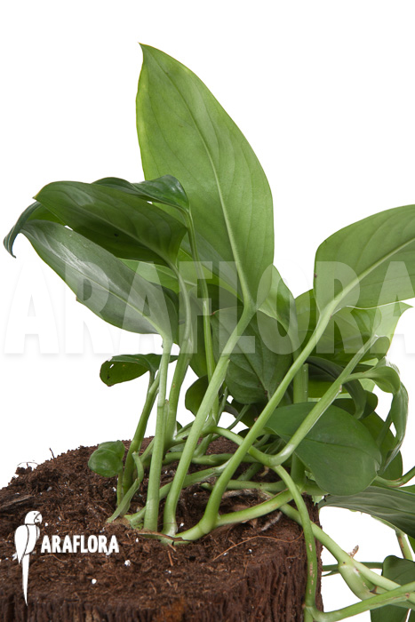 Monstera friedrichsthalii vs adansonii