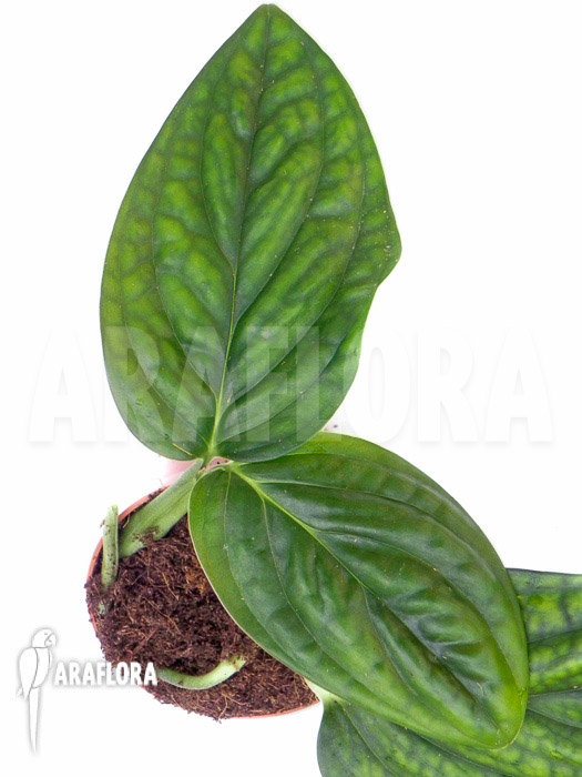 Monstera karstenianum