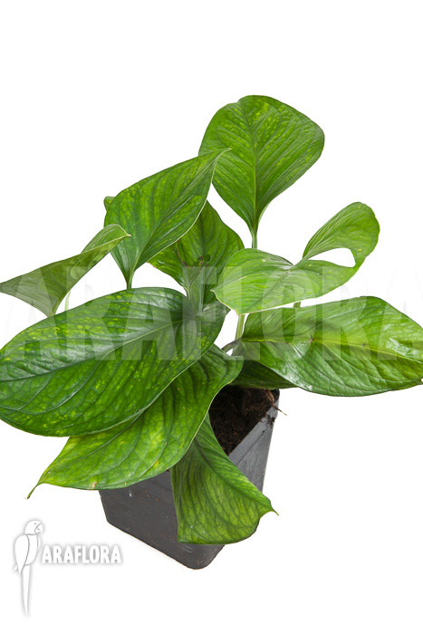 Monstera pinnatipartita “M”