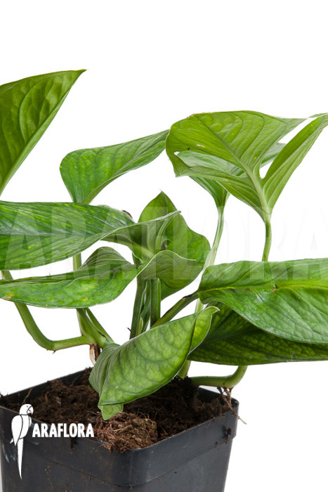 Monstera pinnatipartita “M”