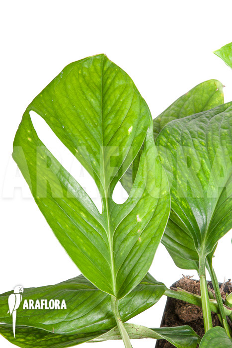 Monstera pinnatipartita “M”