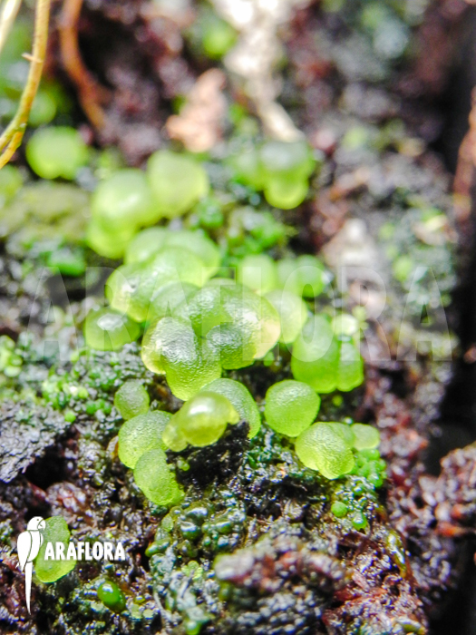 Moss species unknown