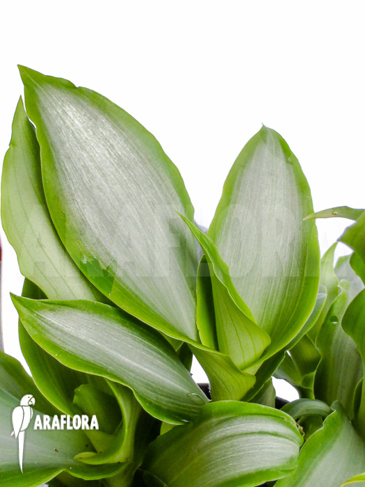 Murdannia loriformis ‚Bright-Star‘