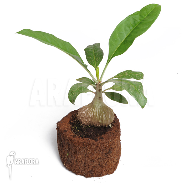 Myrmecodia tuberosa ‚L‘