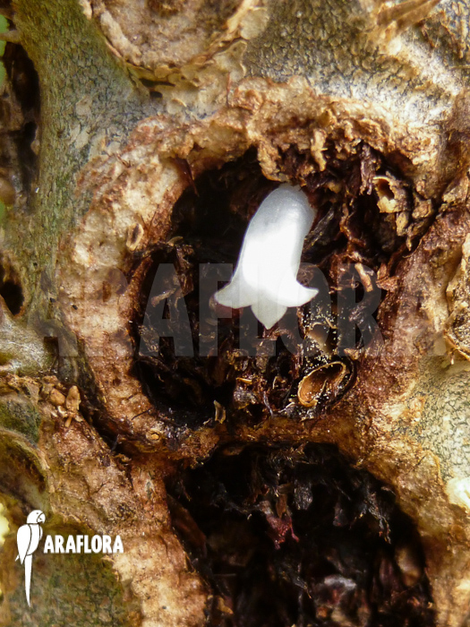 Myrmecodia-tuberosa-flower-1